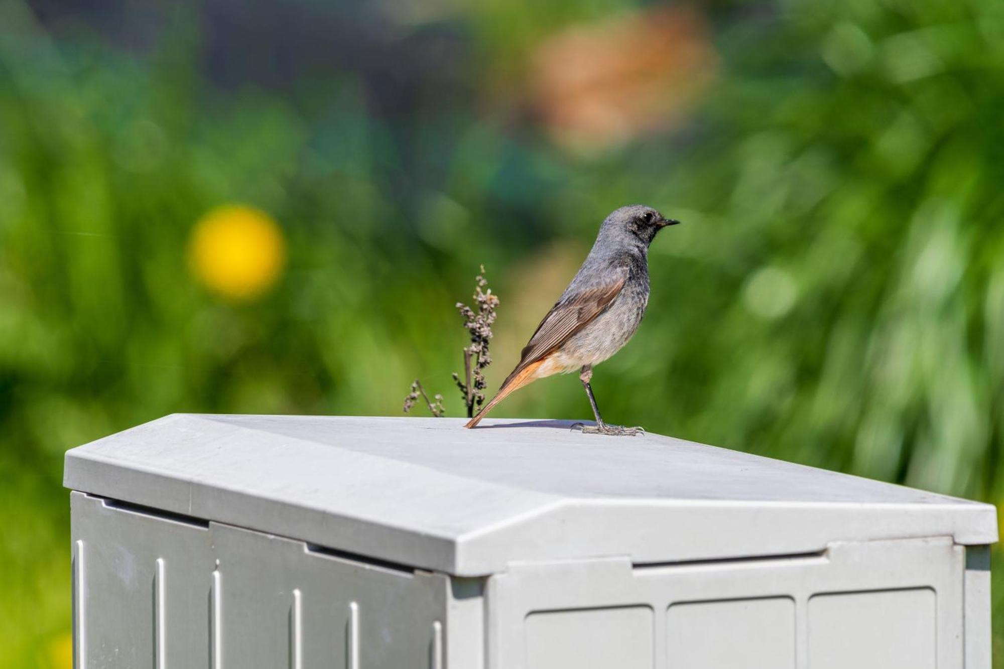 Domek Caloroczny Na Wylacznosc Niebieska Osada Nad Gorskim Potokiem Stary Waliszow エクステリア 写真